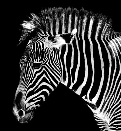 striped zebraの写真素材