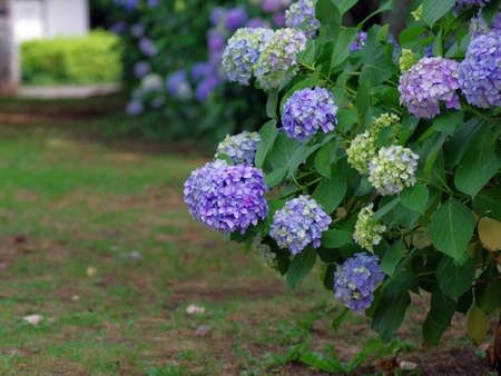 Many hydrangea flowers in the parkの写真素材