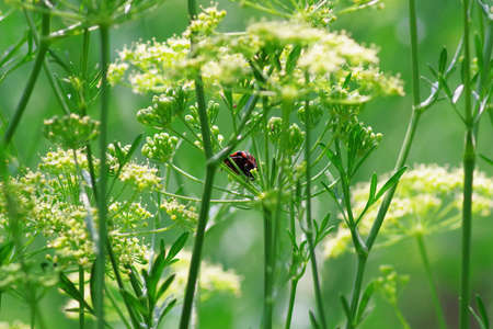 A lone insect is perched on the grass
