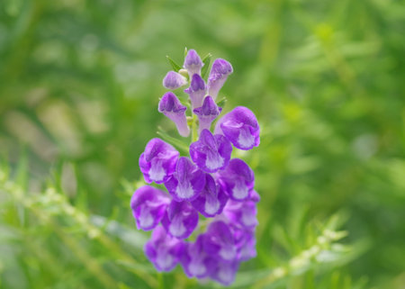 Scutellaria baicalensis in the medicinal botanical gardenの写真素材