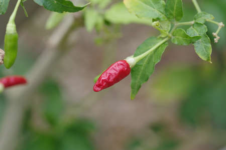 Wild peppers in the botanical gardenの写真素材
