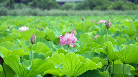 A lot of lotusの写真素材
