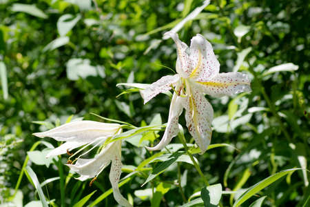 Golden-rayed lily in the botanical gardenの写真素材