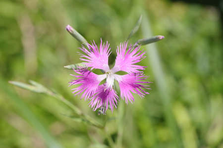 Dianthus superbus in the parkの写真素材