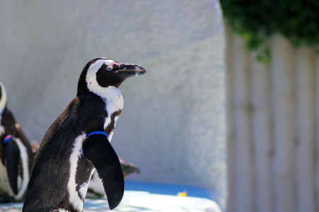 Penguins are bred in the zooの写真素材