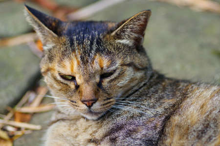 A cat resting in the park