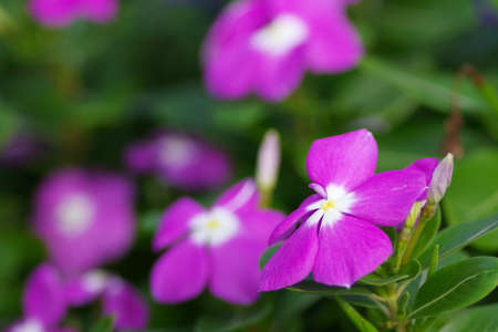 Close-up shot of Madagascar periwinkleの写真素材