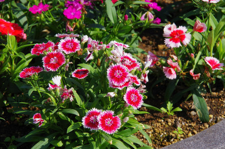 Close-up of dianthus flowersの写真素材