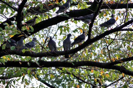 Doves resting on the branchの写真素材