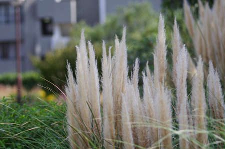 Pampas grass planted in the gardenの写真素材