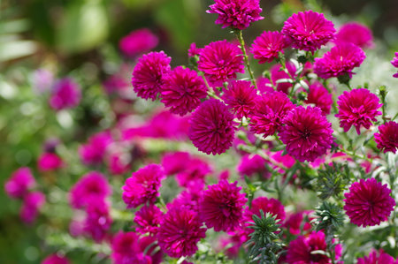 Asteraceae planted in the parkの写真素材