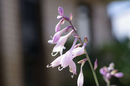 Plantain lily planted in the gardenの写真素材