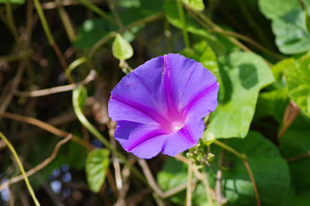 Ipomoea indica blooming in the parkの写真素材