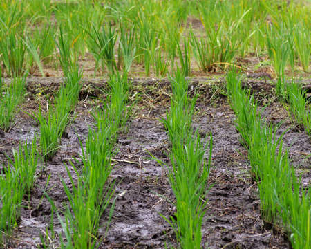 Paddy fieldsの写真素材