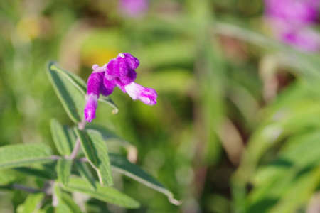 Salvia leucansa in the gardenの写真素材