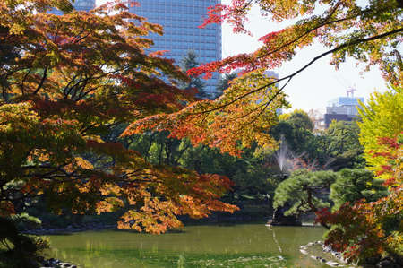 Autumn leaves on the waterside  in the parkの写真素材
