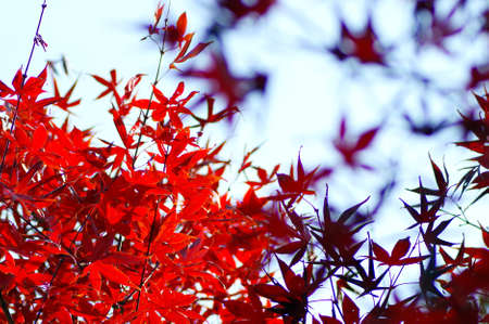 Japan wax tree in the park