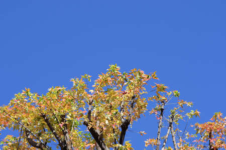Unseasonable autumn leavesの写真素材