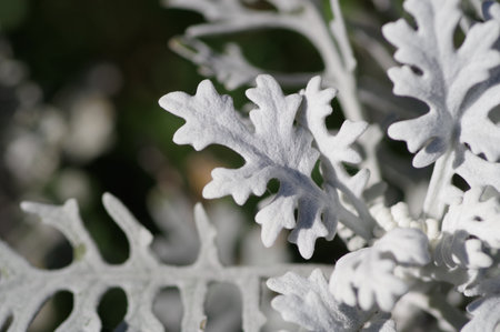 Close-up silver ragwort leafの写真素材