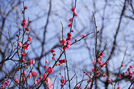 Plum blossoms bloomedの写真素材
