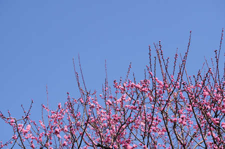 Plum blossoms bloomedの写真素材