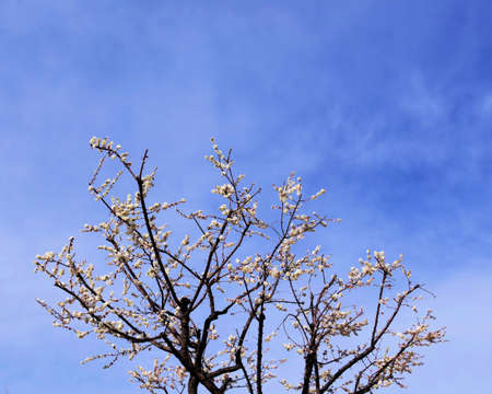 Looking up at the plum treeの写真素材