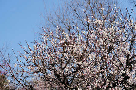 Plum blossoms bloomedの写真素材