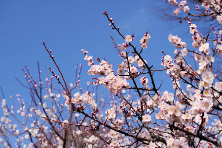 Plum blossoms bloomedの写真素材