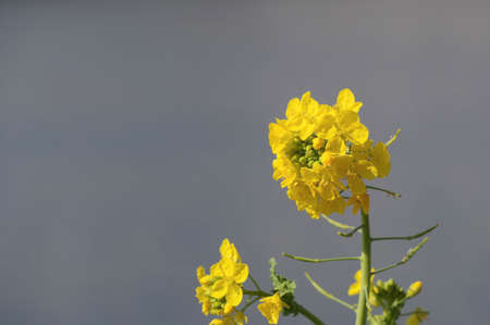 Close-up rape blossomsの写真素材