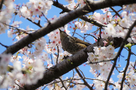 Brown-eared Bulbul on the cherry tree branch