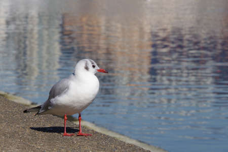Black-headed gull standing by the waterの写真素材