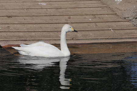Swan at the water's edgeの写真素材