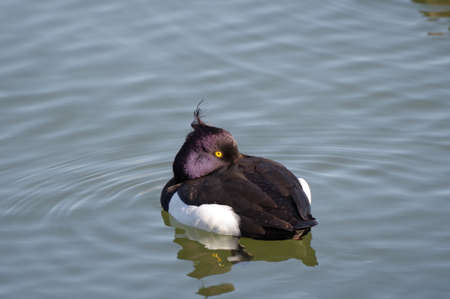 Tufted duck floating on waterの写真素材