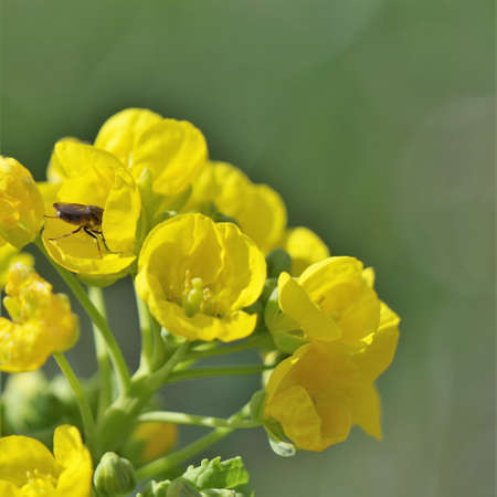 Close-up rape blossoms