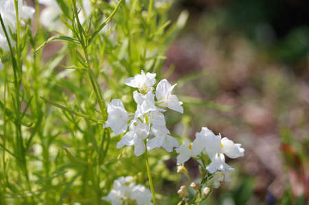 Linaria flowers in the parkの写真素材