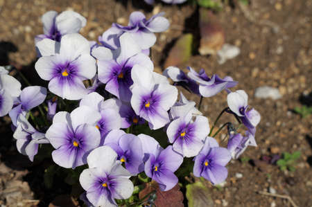 Violas are blooming in the flower bed
