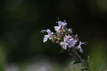Close-up Rosemaryの写真素材