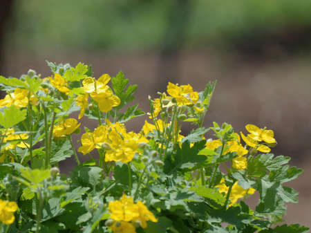 Greater celandine in the botanical garden