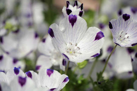 Close-up nemophila flowerの写真素材