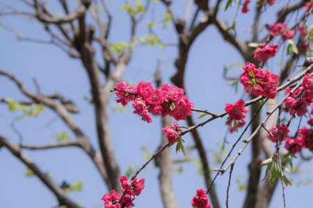 Prunus persica in the botanical gardenの写真素材