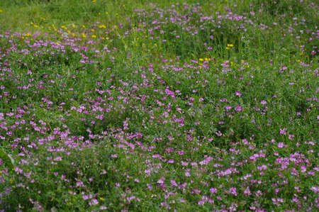 Astragalus sinicus clustered in the grasslandの写真素材