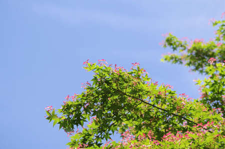 Nuts are growing on the maple tree