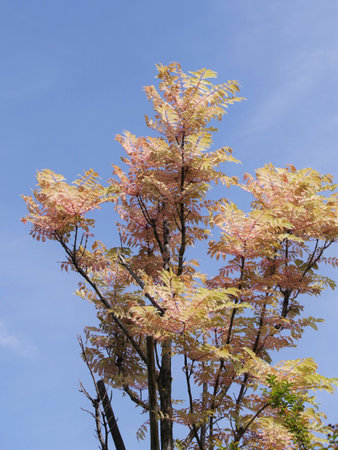 Looking up at the chinese cedar treeの写真素材