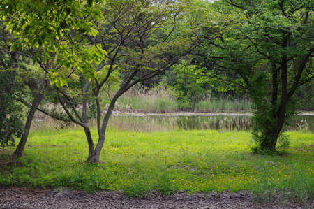 Sanctuary forests and swampsの写真素材