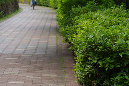 Hedges near the roadの写真素材