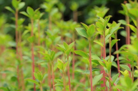 Enkianthus perulatus sprout