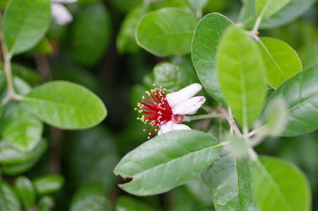 Feijoa flower in the gardenの写真素材