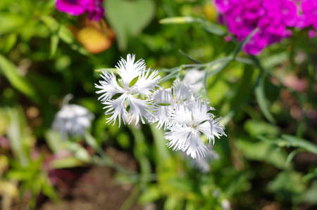 Dianthus flowers are in bloom in the parkの写真素材