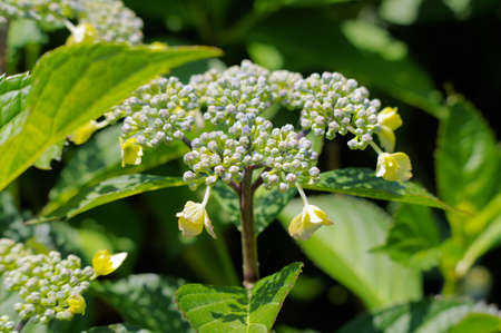 Close-up hydrangea in the parkの写真素材
