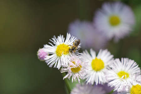 Insect perched on the flower of Erigeron philadelphicusの写真素材